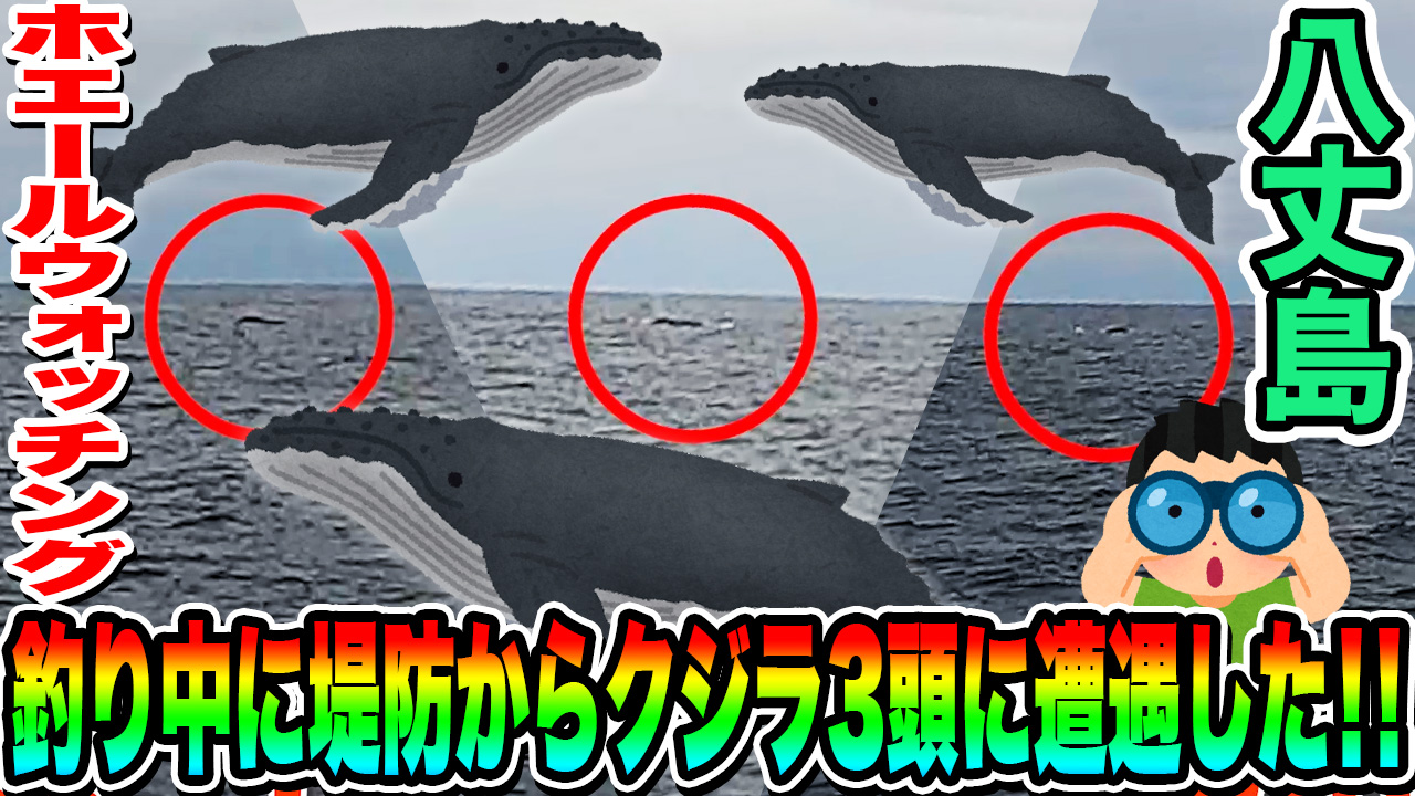 ホエールウォッチング 釣り中に堤防からクジラ3頭に遭遇した In 八丈島 いろはにぽぺとアングラー部 釣り動画 釣りブログ