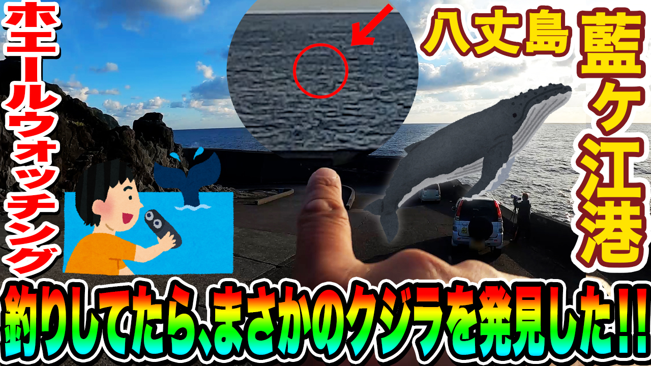 【ホエールウォッチング】釣りしてたら、まさかのクジラを発見した！！ in 八丈島 藍ヶ江港